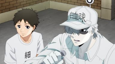 Assistir Hataraku Saibou 2 (Cells at Work!) - Todos os Episódios